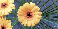 Blumen - Gerbera gelb (10)